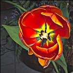 Tulipe. הצבעוני הכתום